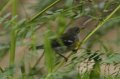 Northern Parula 2011_09_17_2802